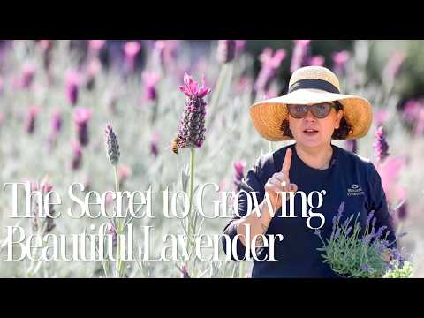 How to Grow Lavender Successfully in Southern California