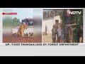 Tiger Tranquilised By Forest Officers After It Roams Into UP Village - 00:57 min - News - Video