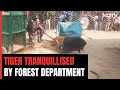 Tiger Tranquilised By Forest Officers After It Roams Into UP Village