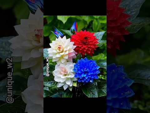 beautiful flowers 🌸🌺🌹#flowers #trending #nature #naturalbeauty #love #beautful #ytshts