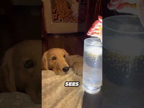 犬の動画サムネイル - All this Golden Retriever wanted was to see the stars again ❤️
