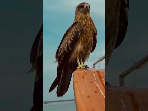 👉 “Este animal puede ver lo que tú no ves 👁️🦅 #Curiosidades #Animales #Shorts”