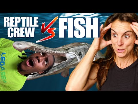 Reptile Crew FEEDS All The FISH at the Aquarium! Get Your LegaSea Limited Edition Bundle Now_ https_//legaseaaquarium.com/products/legaseabundle

Hav
