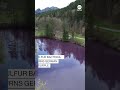 Sulfur bacteria turns German lake purple  - 00:56 min - News - Video