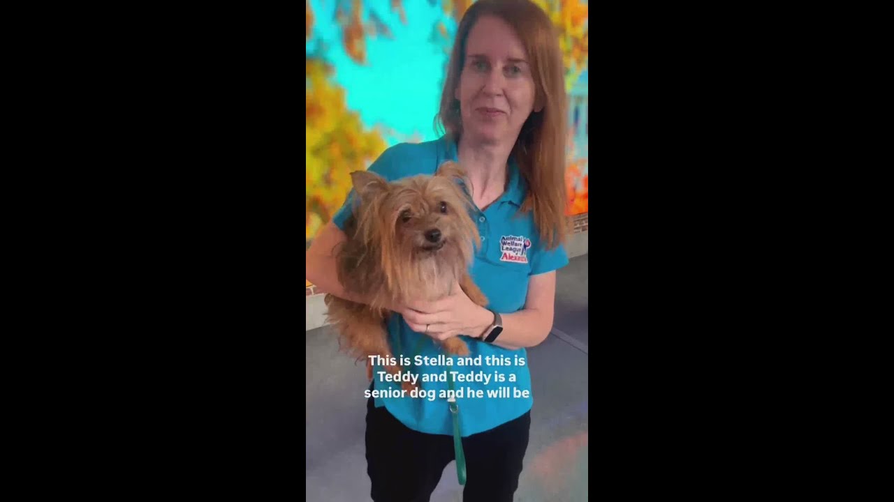 Meet Teddy, a senior dog ready for adoption in Alexandria