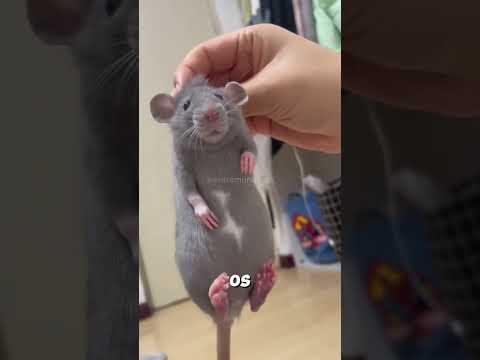 Animais Que Estão Evoluindo AGORA #animal #curiosidades #bicho