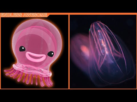 Giant Comb Jelly Of Octonauts In Real Life