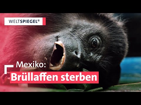 Hitzeschock in Mexiko: Brüllaffen fallen von Bäumen – Rettungseinsatz vor Ort | Weltspiegel