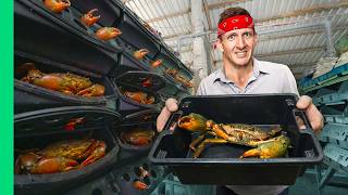 How Vietnam Grows UNLIMITED Monster Crabs!!