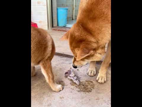 Xiao: Okay, I'll let you eat first and I'll eat porridge. I'll come back and when i will grow up.