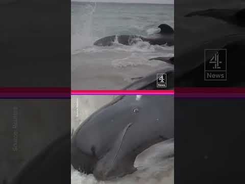 Race to save whales stranded on Australian beach