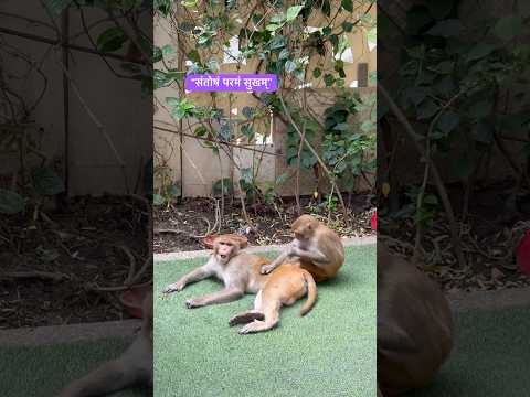 प्राणियों से शिक्षा। संतोष में ही सुख हैं। #monkey #animals