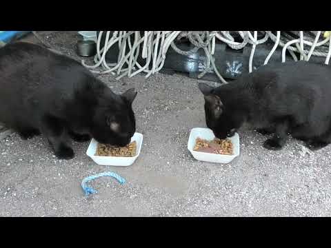 林崎漁港内地域猫黒系アメショ2025 7 29a