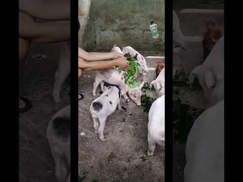 Piglets favorite #shortsfeed #piglet #shorts