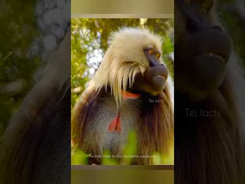 Cute Gelada Baboon😍 #telugufacts #amazingfacts #factsintelugu #shorts #tejfacts
