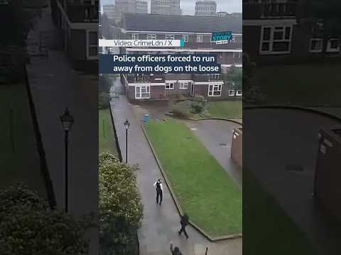 Police ended up having to run away from dogs on the loose #itvnews #londonnews #animals #dogs