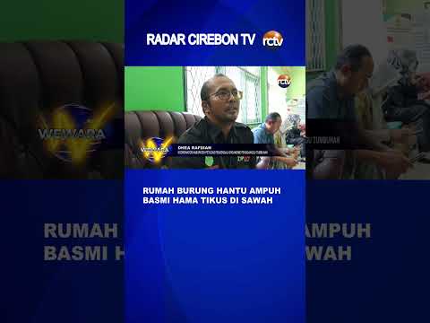 Rumah Burung Hantu Ampuh Basmi Hama Tikus di Sawah