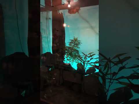 Back lighting for betta sorority tank 