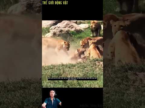sư tử cái bị tấn công khi lạc vào lãnh địa của đàn khác.