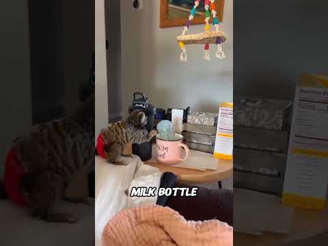 Pet Monkey Competes with Family to be the New Dad🐒💔