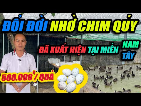 ĐỔI ĐỜI NHỜ CHIM QUÝ - ĐÃ XUẤT HIỆN TẠI MIỀN NAM VÀ MIỀN TÂY | CHANNUOI.NET