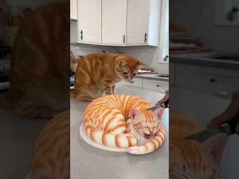 She cuts a cat cake but is real? #cat
