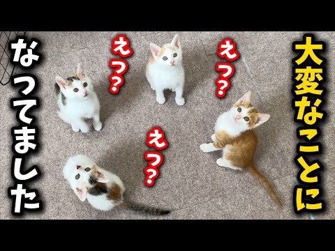 猫の動画サムネイル - 【非常事態宣言】保護猫シェルターが大変な事になりました