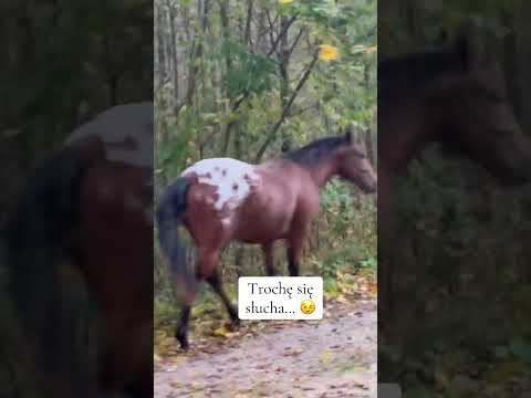 Myślał, że pojedziemy w prawo, a tu niespodzianka 😉 #konie #horse #forest las