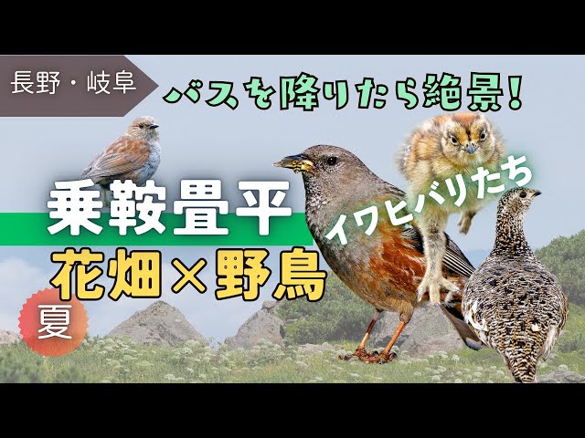 7月の乗鞍岳、ライチョウを含めた全体の紹介です。イワヒバリやカヤクグリ、お花畑や混雑時のシャトルバスの状況など。前回には無い情報が入った動画です😊
〈目次〉
00:17 今回の内容ざっくり紹介
01:15 ほおのき平バスターミナル｜増便の様子から乗車へ
02:38 バス車窓｜森林限界、乗鞍へ
02:58 乗鞍バスターミナル｜ライチョウ情報・乗鞍本宮遥拝所など
03:48 お花畑｜遠くから全体の様子・雷鳥の石碑へ
04:17 お花畑｜高山植物と虫
05:33 お花畑｜★イワヒバリ近くに来る
06:37 お花畑｜★イワヒバリ幼鳥
07:51 大黒岳へ向かう
08:36 大黒岳｜クマ情報・高山病・★イワヒバリ水浴び
10:13 大黒岳｜頂上の様子
10:26 大黒岳｜★ライチョウ一部紹介
12:42 下山。バスターミナルへ向かう
13:04 ★カヤクグリ
13:59 鶴ヶ池と白雲荘
14:16 乗鞍バスターミナル｜帰路へ
15:28 バス車窓｜トンネル工事の様子
15:59 ほおのき平バスターミナル｜下車
16:21 ★まとめ

動画をご覧いただき有難うございます
チャンネル登録・高評価をしていただくと励みになります😊

〈チャンネル登録はこちら↓〉

<a rel=