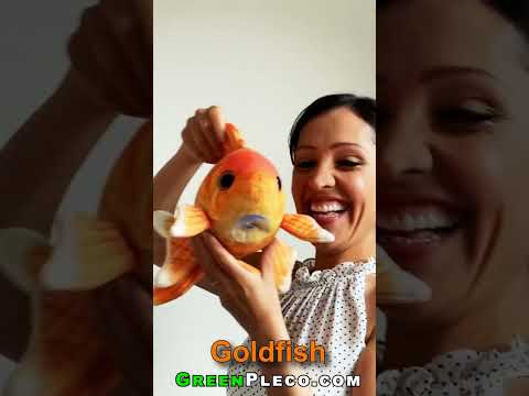 Goldfish plushie aquarium. #fish #fishtank #aquari 