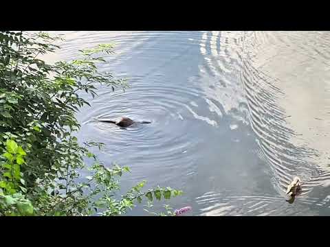 WHO KNOWS WHAT IS THIS?