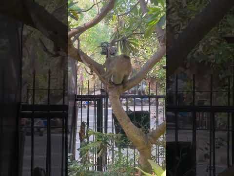 Have you been to our Nepean Sea Road, Mumbai store yet? 🐒🐿️ 😄