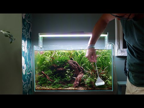 Maintaining my NON CO2 injected Planted Aquarium i PRE-ORDER AQUATIC HABITATS BOOK NOW - https_//amzn.to/416WJlj

Website - https_//www.georgefarmerstu