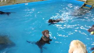 看啥看-沒見過不會游泳的狗嗎