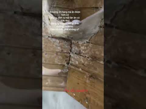 Ăn yến có mắc không? #yensao #yensaonguyenchat