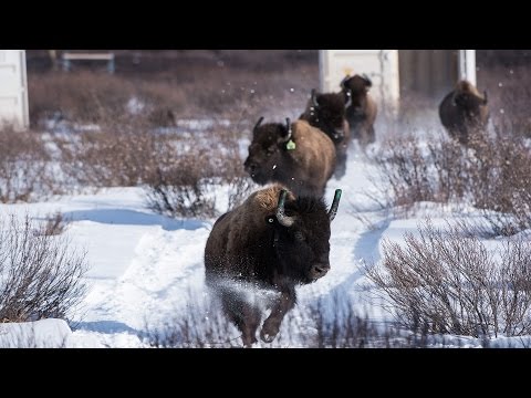 Wild bison once roamed the valleys of Banff National Park, but they hadn’t been seen in over 140 years. That all changed in 2017.