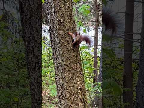 Forest Sounds. Cute Squirrel. #forest #forestsound #squirrel #lifesoundeffects