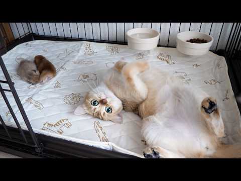 The adorable cat who just had to sleep with the baby kitten...