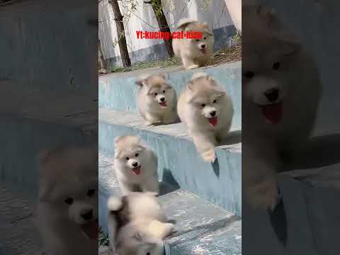 dog #kitty #love #pet #animals #gatos #adoptdontshop #petsofinstagram #cutecats #catlove #gato #dog