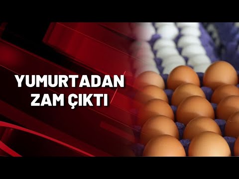 YUMURTADAN ZAM ÇIKTI