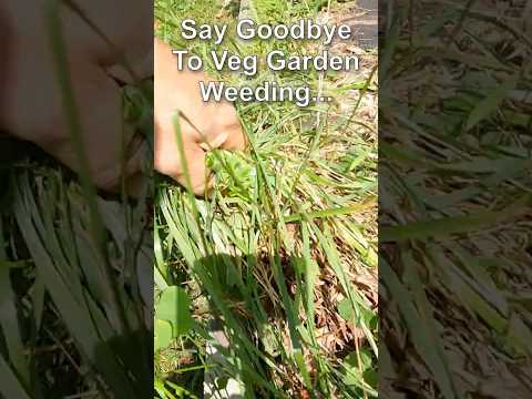 Veg Garden Weeding: Problem Solved
