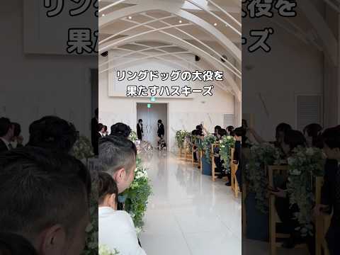 ハスキーズがリングドッグとして活躍！会場を盛り上げるかわいさと元気さ サムネイル