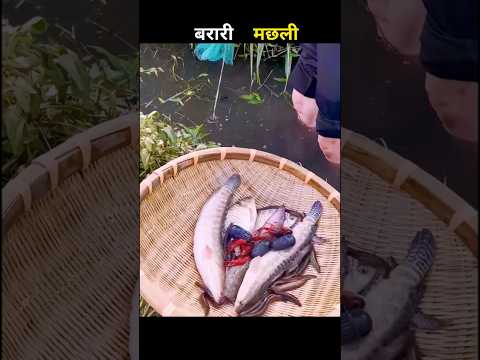 बरारी मछली 😱 #aivideo #fishing #fascinatinginformation #amazingfacts #facts #youtubeshorts #fish