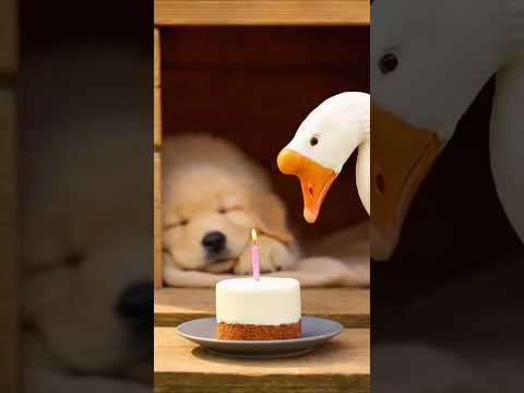 "GIVE ME BACK MY CAKE!" Dog Chases Thieving Goose 🦢🍰🏃♂️
