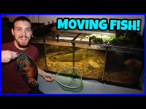 Adding MONSTER FISH To My 500 Gallon Pool Pond! In this video, I move my 4 biggest American cichlids into my Boswell 470 gallon pool pond! Thanks fo