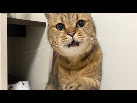 なにをしてもパクッと食べたくなる丸顔猫の日常がこちら