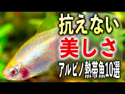 【アクアリスト必見】究極の美魚！アルビノ熱帯魚10選【淡水魚 アウクアリウム】