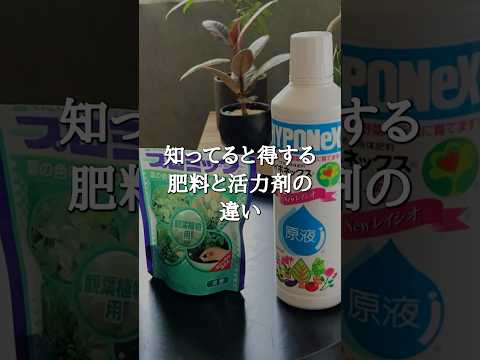 【観葉植物】肥料と活力剤の違いを1分で解説#shorts #観葉植物のある暮らし ＃観葉植物育て方