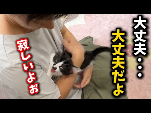 兄弟たちが譲渡された子猫の孤独と訴えについて サムネイル