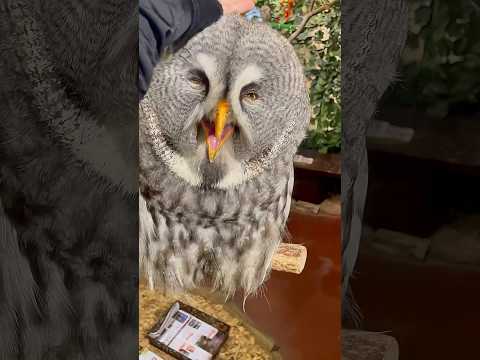 可愛く気高く美しいフクロウ【#京都のフクロウの森 】